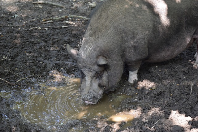 师莫德里奇 师莫德里奇